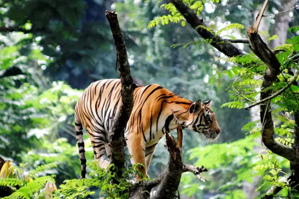 South India Holiday Bookings